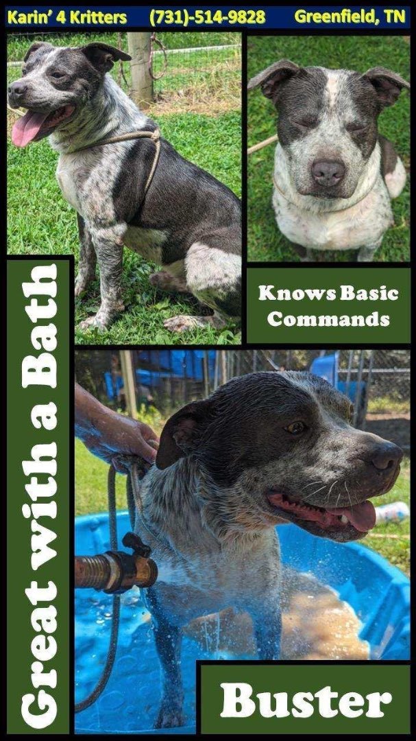 Buster, a Adoptable mixed breed in Greenfield, TN image 3/4