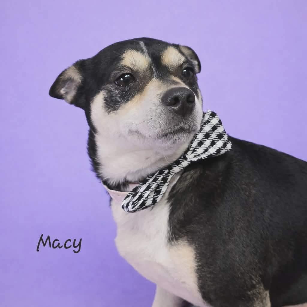 Macy, ADOPTABLE, Adult Female Mixed Breed.