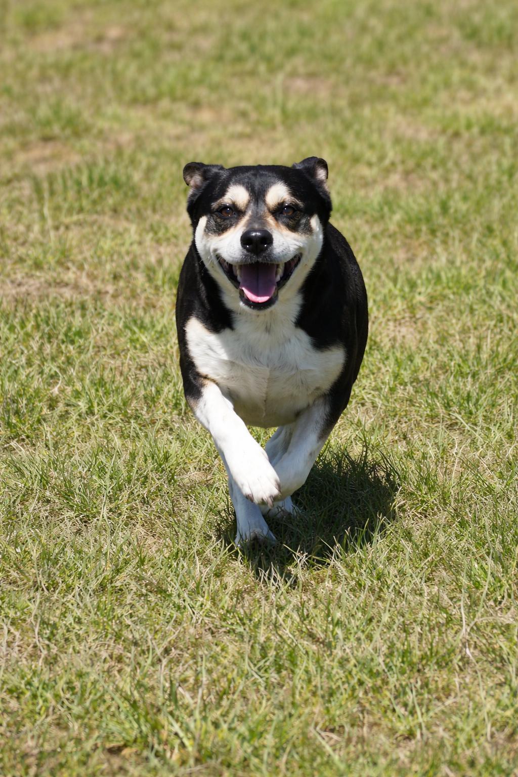 Enlarge Macy, a ADOPTABLE Mixed Breed in Springhill, LA image 1/2