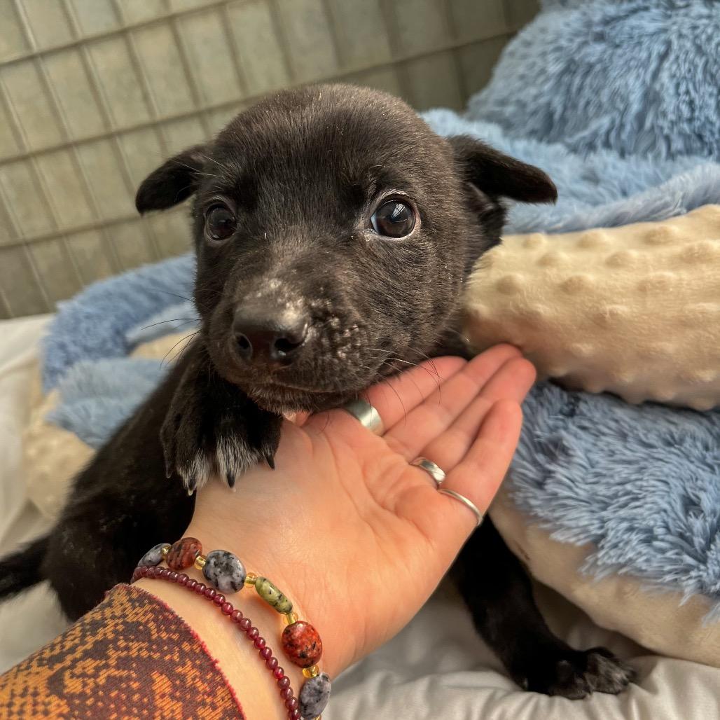 Carl, Adoptable, Puppy Male Chihuahua.