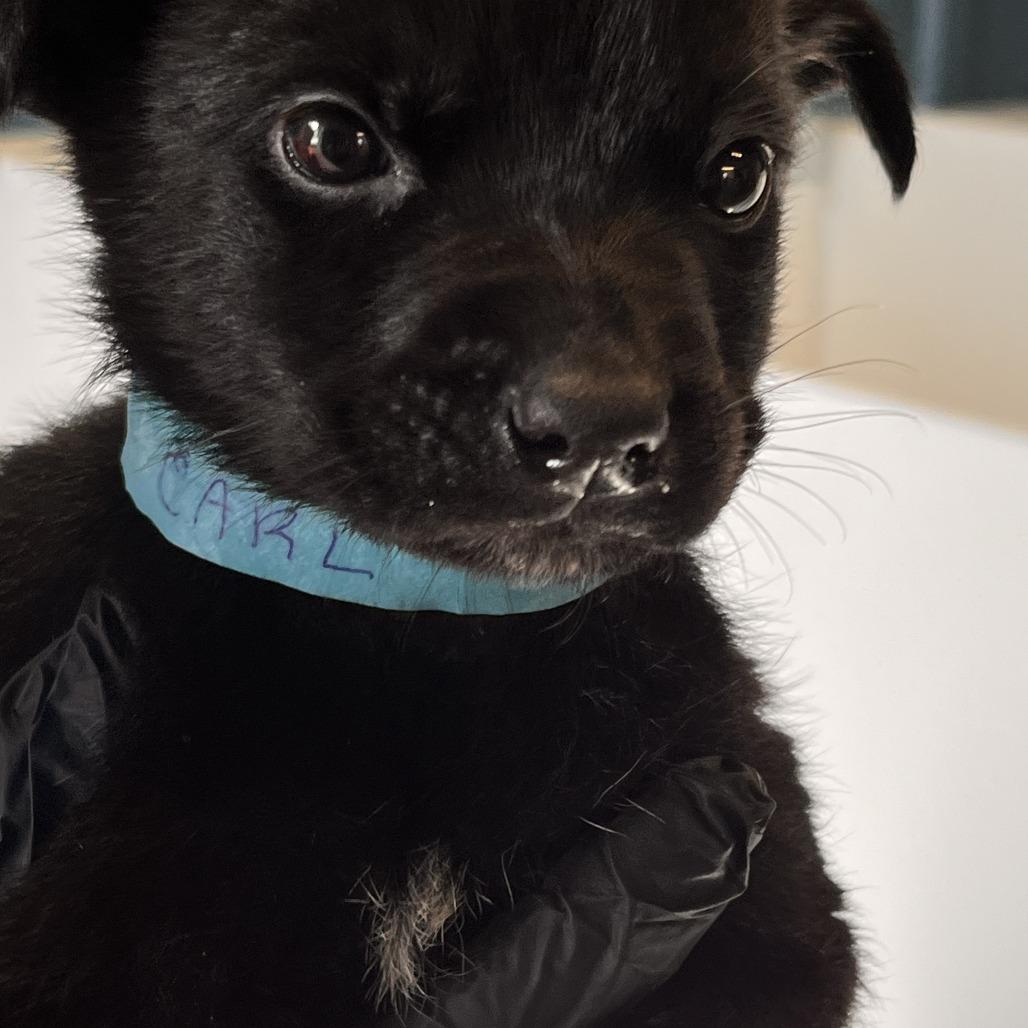 Enlarge Carl, a Adoptable Chihuahua in Taos, NM image 2/2