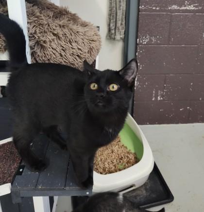 Pumyra, ADOPTABLE, Young Female Domestic Short Hair.