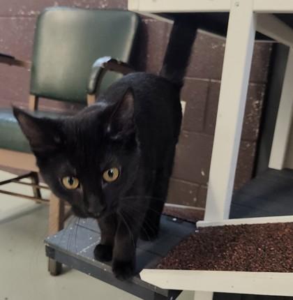 Enlarge Pumyra, a ADOPTABLE Domestic Short Hair in Boyne City, MI image 2/2