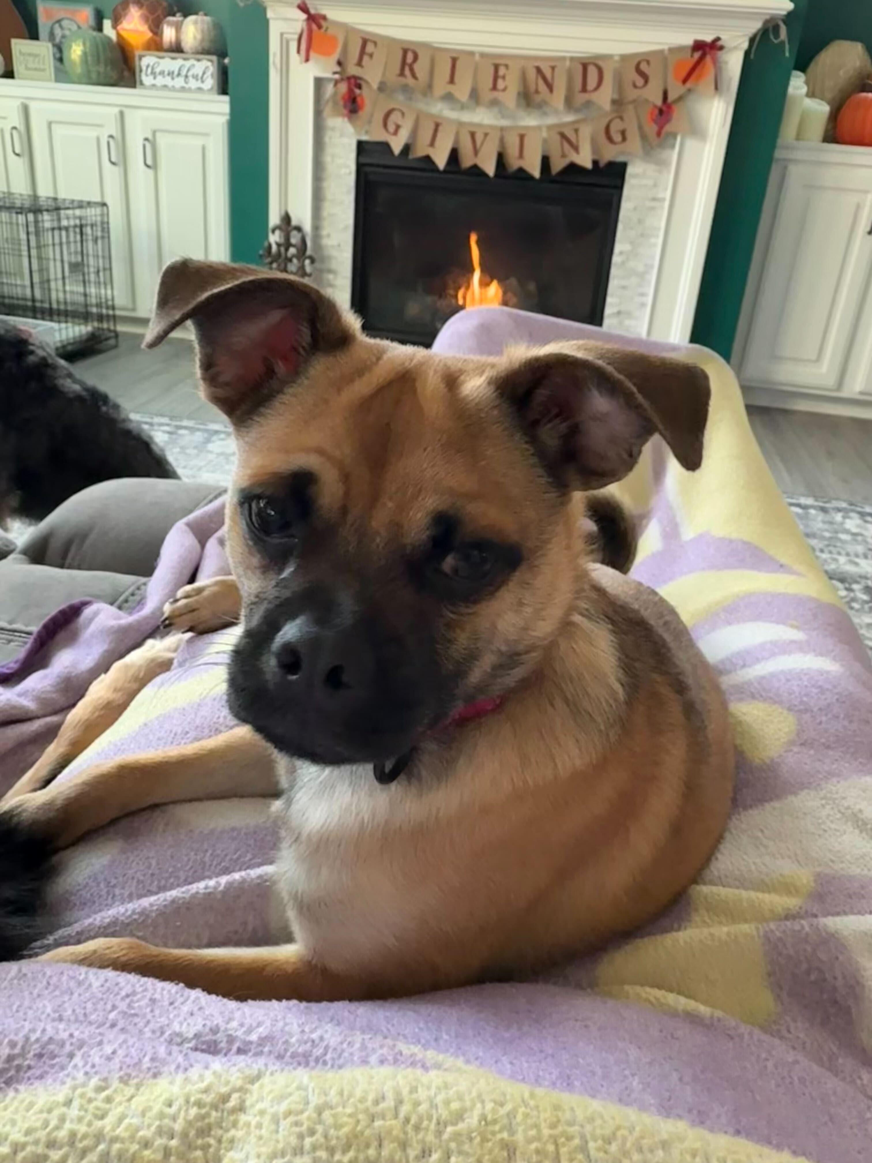 TATER, a Adoptable mixed breed in Fuquay Varina, NC image 3/6