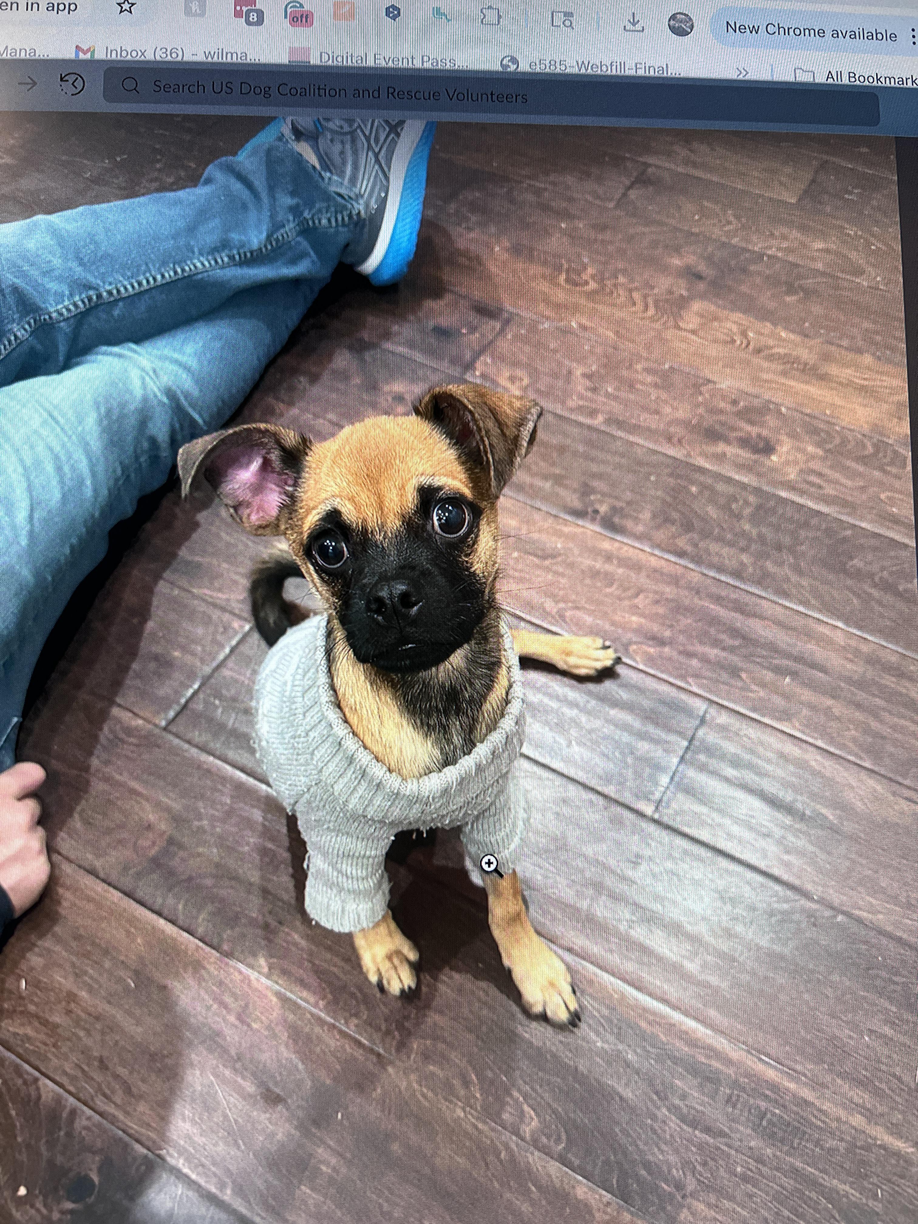 TATER, an adoptable Puggle in Fuquay Varina, NC, 27526 | Photo Image 3