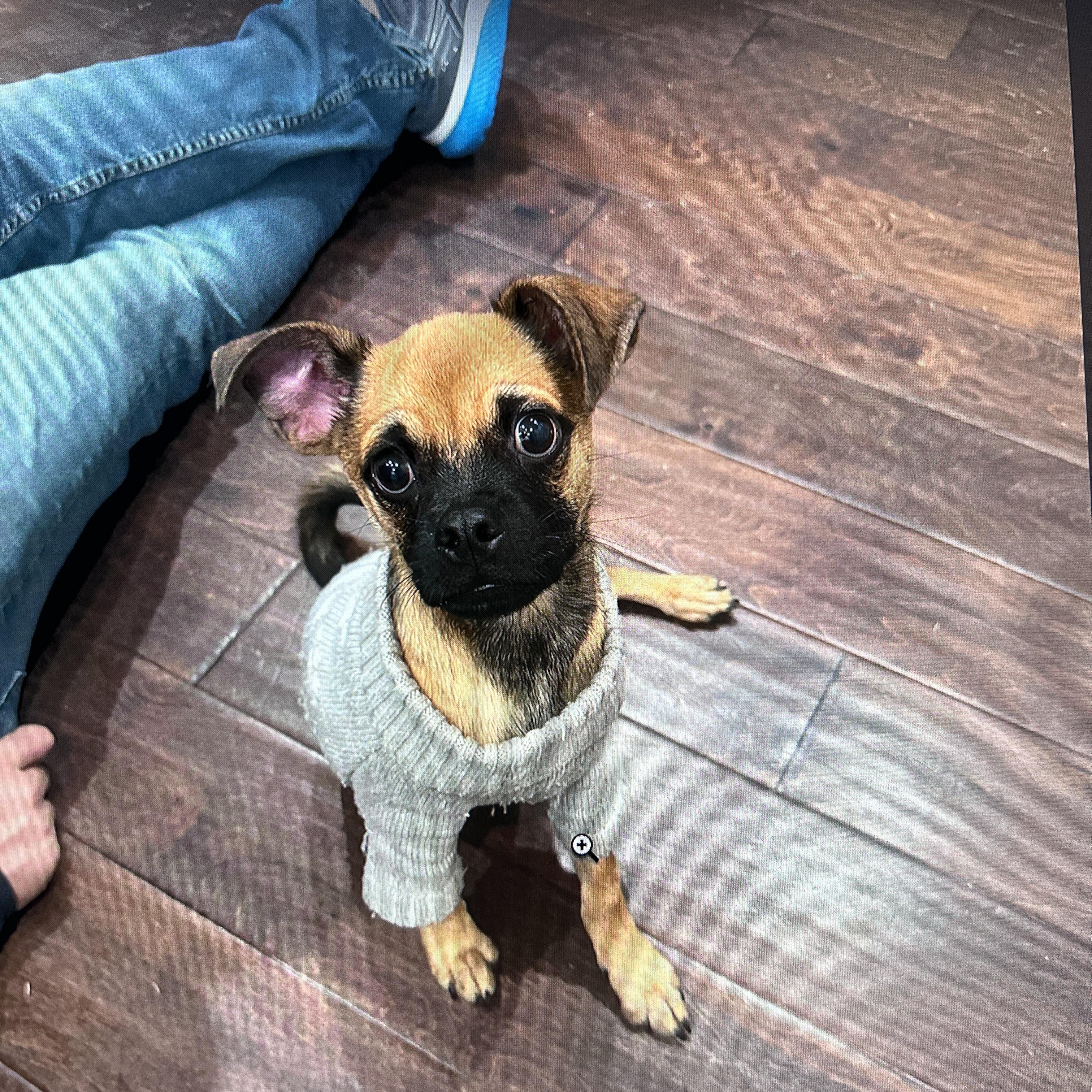 TATER, a Adoptable mixed breed in Fuquay Varina, NC image 4/6