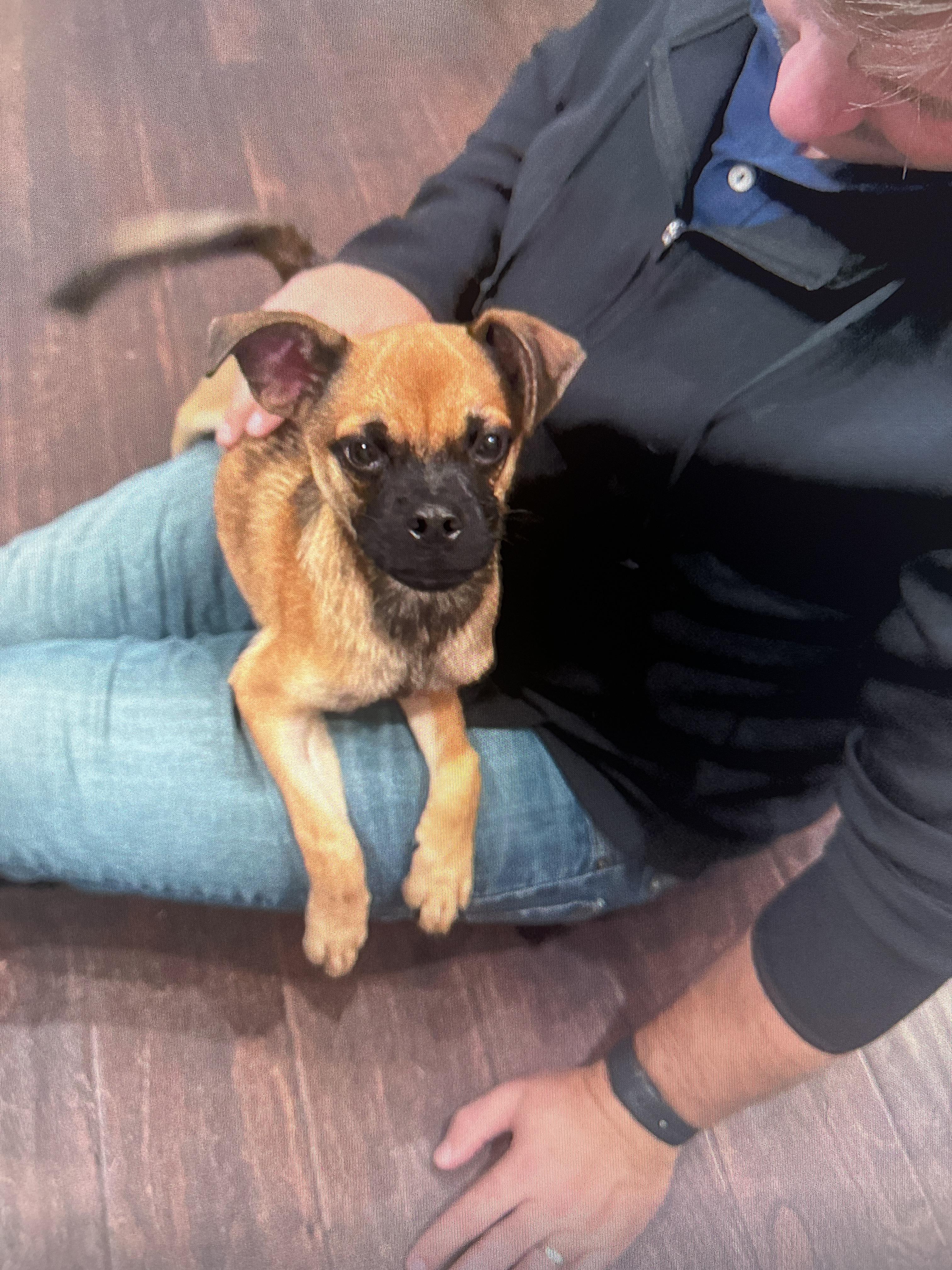 TATER, an adoptable Puggle in Fuquay Varina, NC, 27526 | Photo Image 2