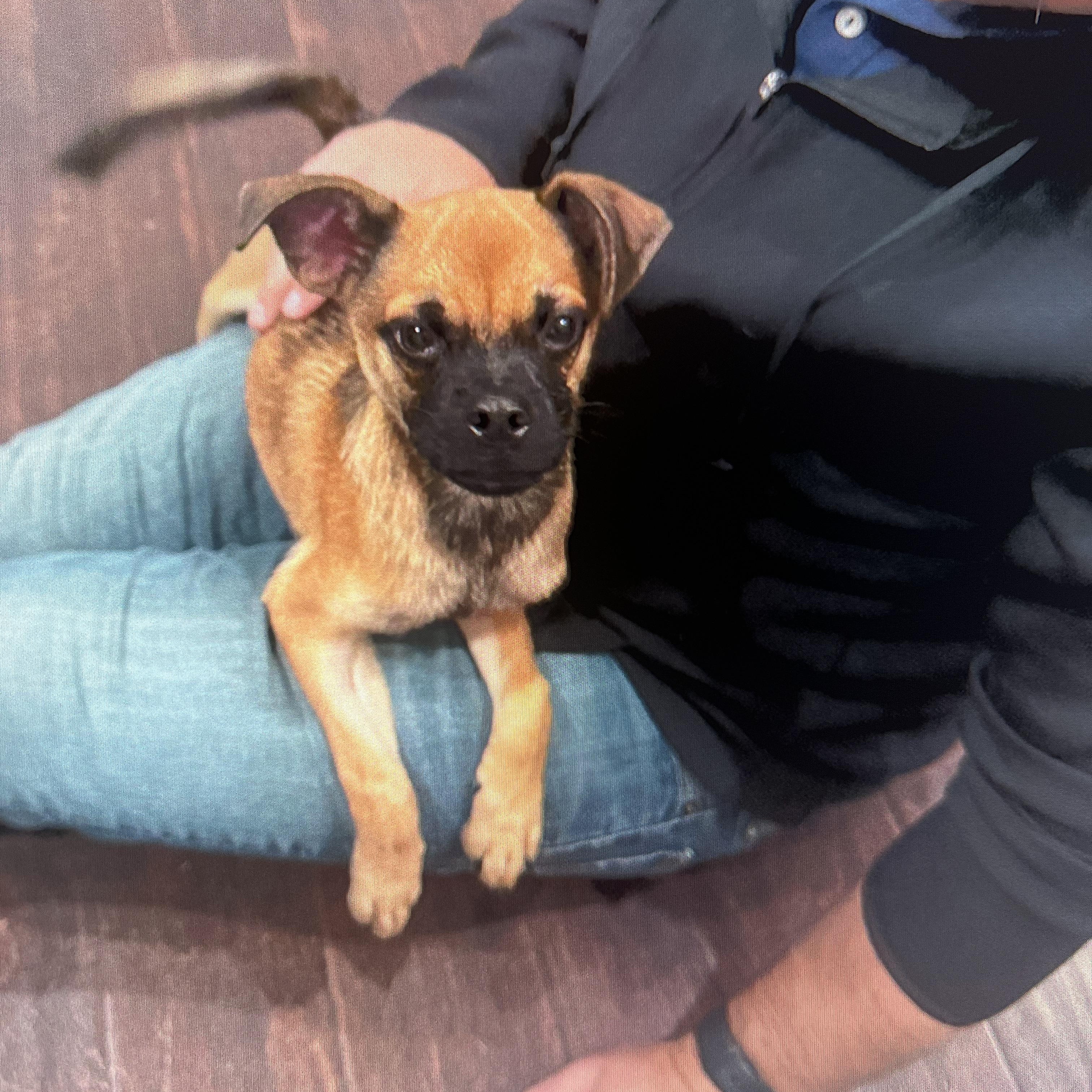 TATER, a Adoptable mixed breed in Fuquay Varina, NC image 5/6