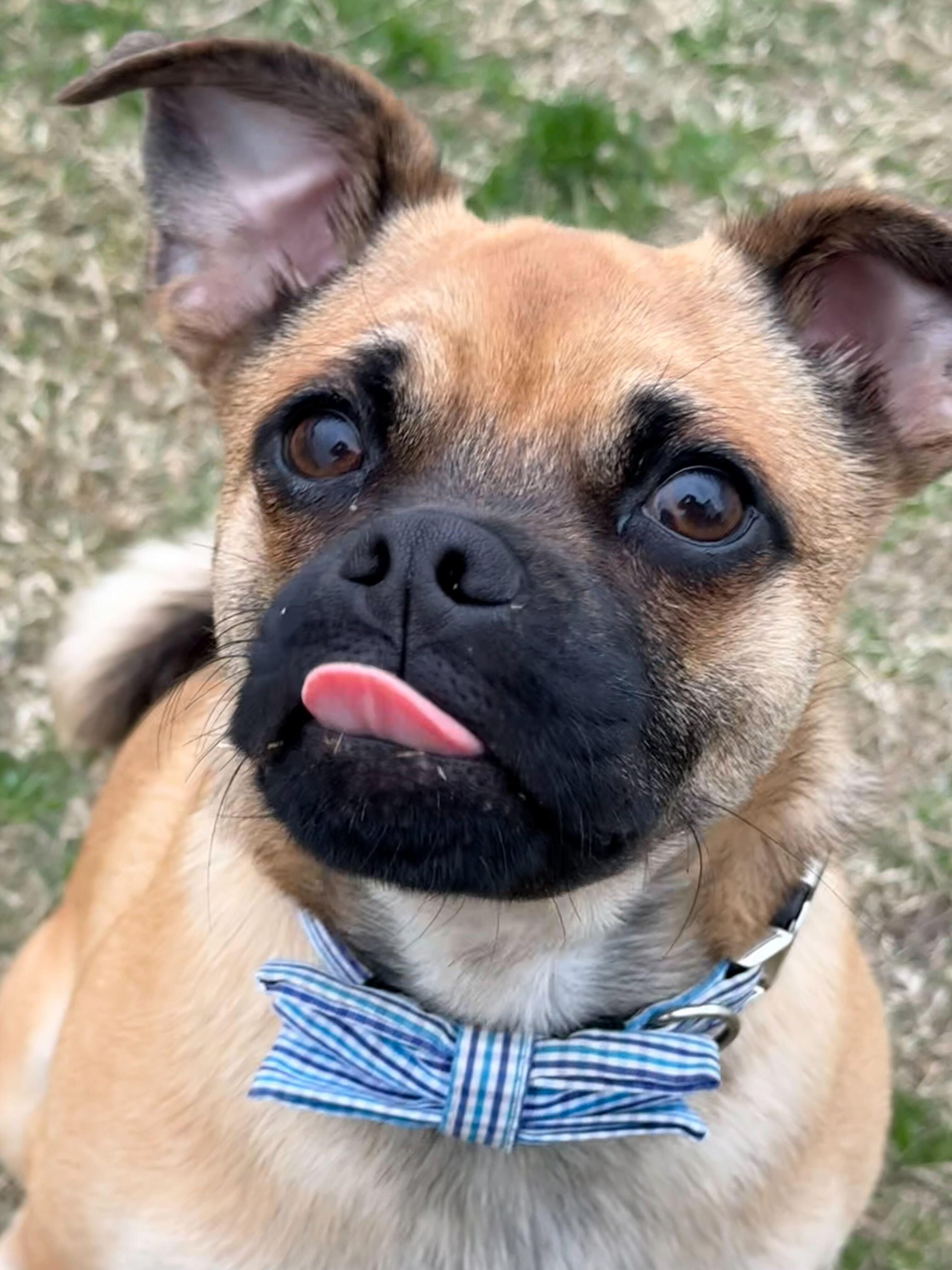 TATER, a Adoptable mixed breed in Fuquay Varina, NC image 2/6