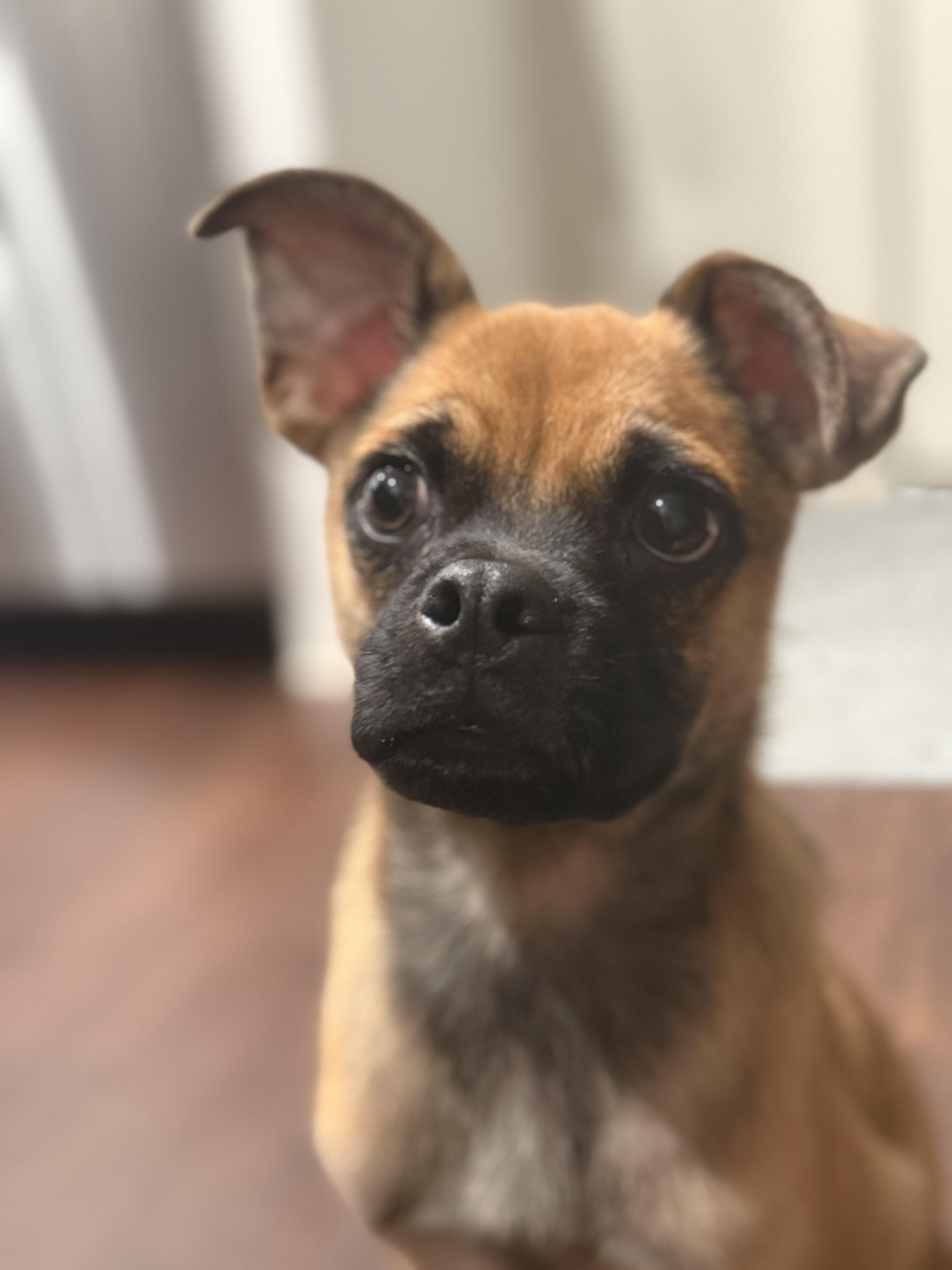 TATER, Adoptable, Puppy Male Puggle.