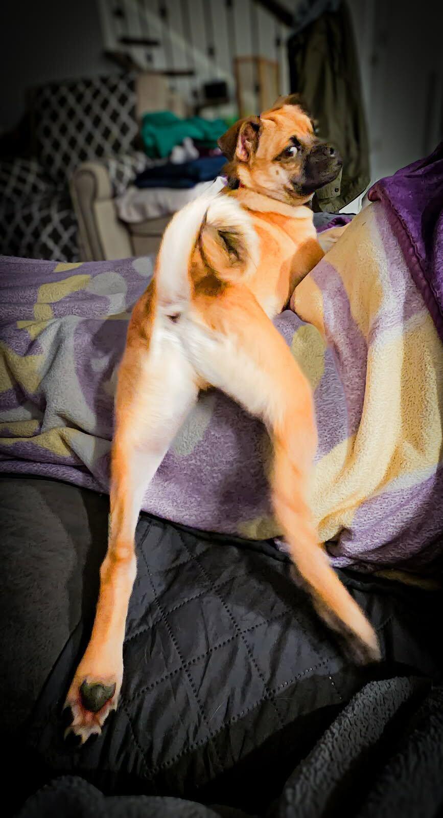 TATER, a Adoptable mixed breed in Fuquay Varina, NC image 6/6