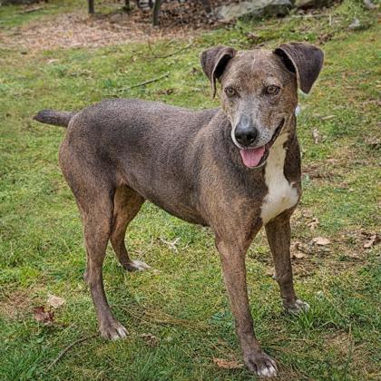 Reba, Adoptable, Senior Female Mountain Cur & Mixed Breed.