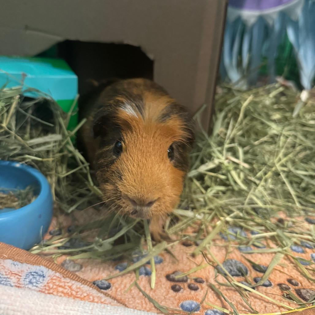 Spud, Adoptable, Adult Male Guinea Pig & Guinea Pig.