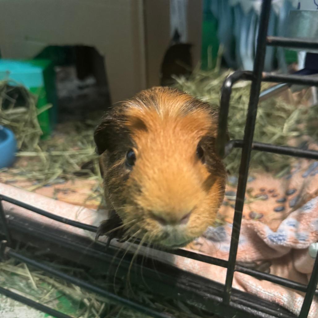 Enlarge Spud, a Adoptable mixed breed in Providence, RI image 2/5