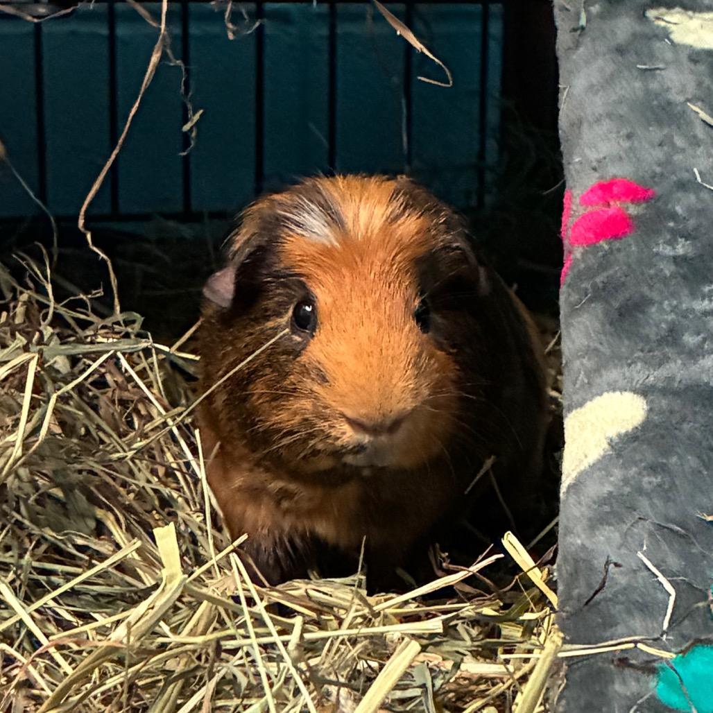 Spud, Adoptable, Young Male Guinea Pig & Guinea Pig.