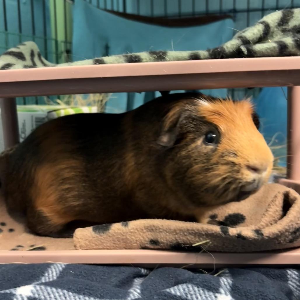 Enlarge Spud, a Adoptable mixed breed in Providence, RI image 4/5
