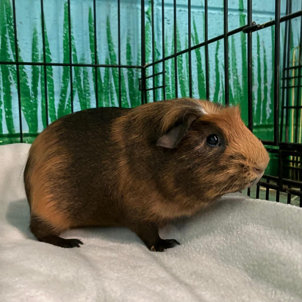 Spud, a Adoptable mixed breed in Providence, RI image 2/2