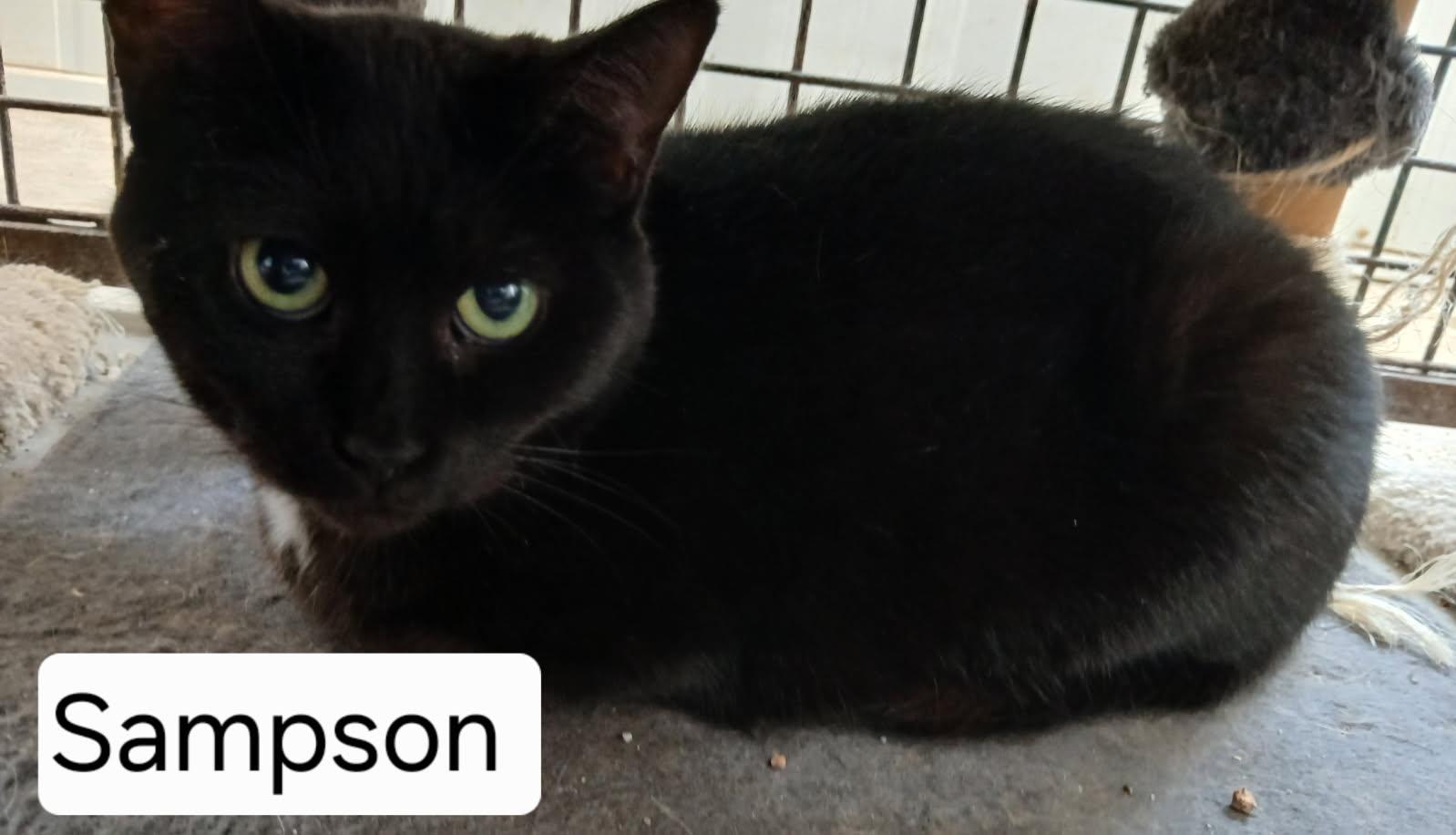 Enlarge Sampson, a ADOPTABLE Domestic Short Hair in Urbana, OH image 1/1
