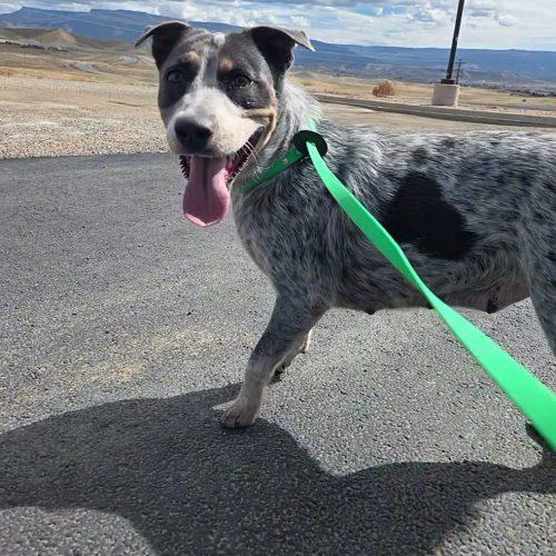 Juno, Adoptable, Adult Female Cattle Dog & American Staffordshire Terrier.