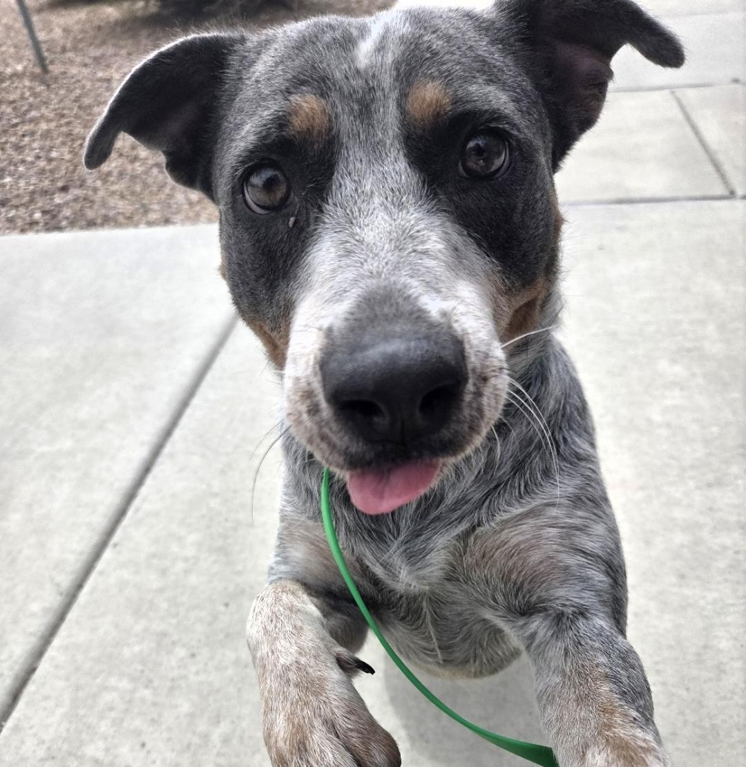 Enlarge Juno, a Adoptable mixed breed in Grand Junction, CO image 2/3