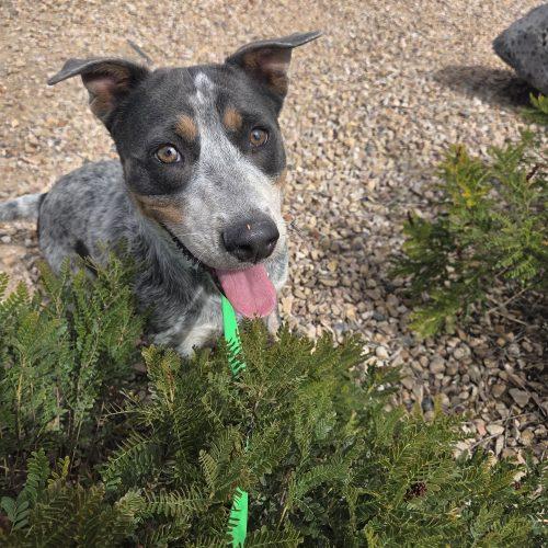 Enlarge Juno, a Adoptable mixed breed in Grand Junction, CO image 3/3
