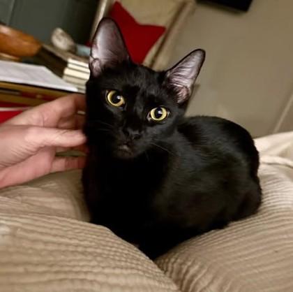 Enlarge Jasper, a Adoptable mixed breed in Atlanta, GA image 1/2