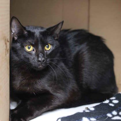 Enlarge Jasper, a Adoptable mixed breed in Atlanta, GA image 2/2