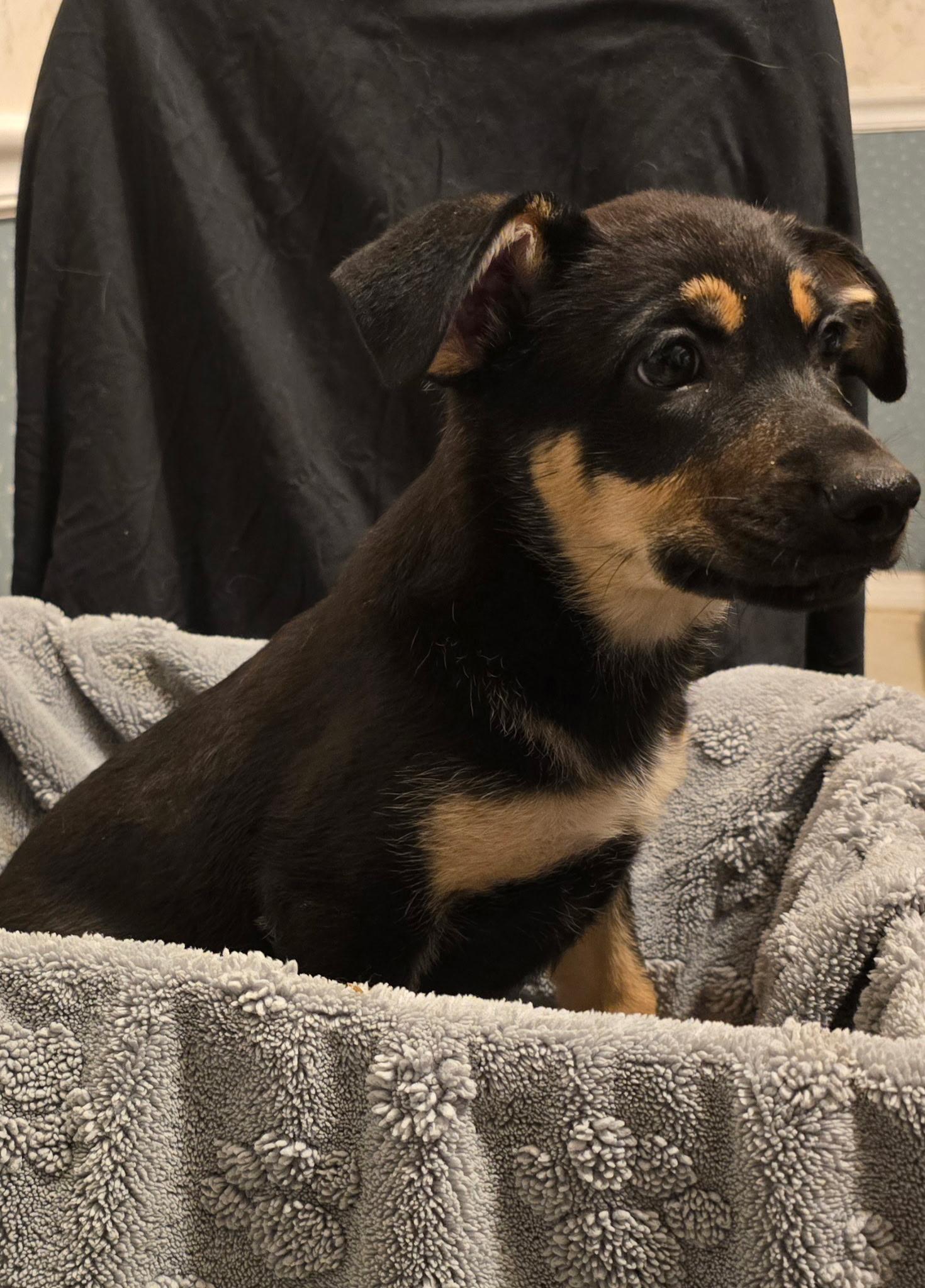 Enlarge Pearl, a Adopted mixed breed in Bloomsdale, MO image 2/2