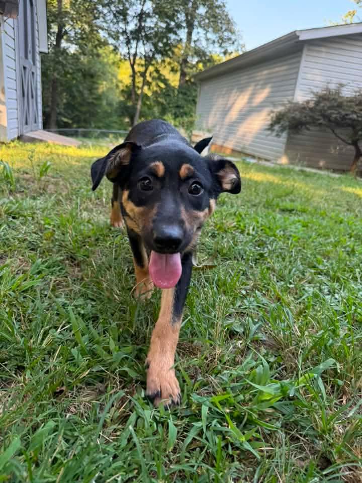 Pearl, Adopted, Puppy Female German Shepherd Dog & Australian Shepherd.