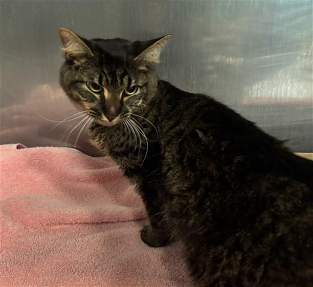 Enlarge TIGGER, a Adoptable Domestic Long Hair in Newton, NC image 1/1