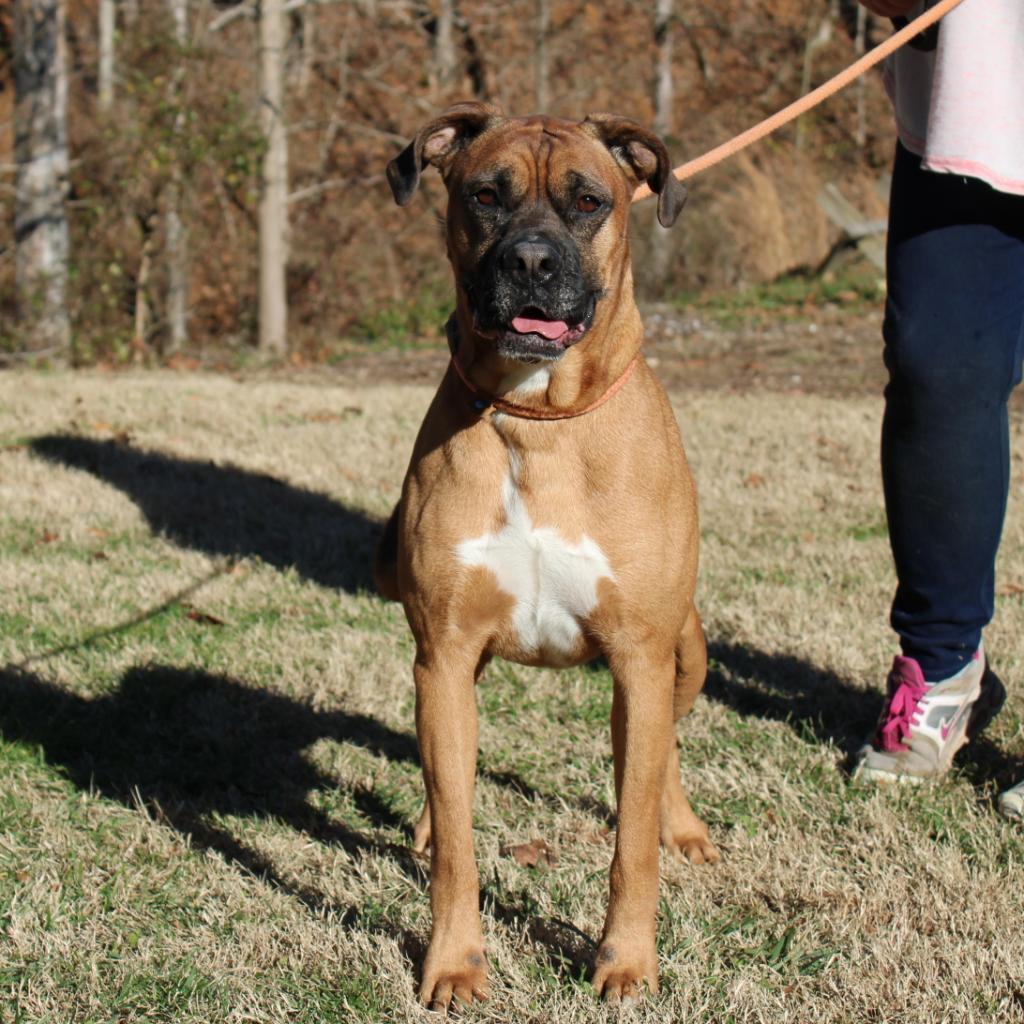 Enlarge Grizwald, a Adoptable Mixed Breed in Red House, WV image 1/5