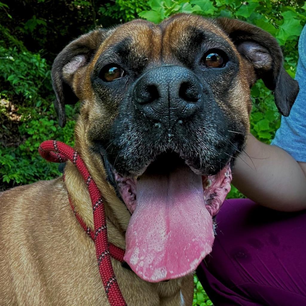 Enlarge Grizwald, a Adoptable Mixed Breed in Red House, WV image 2/5