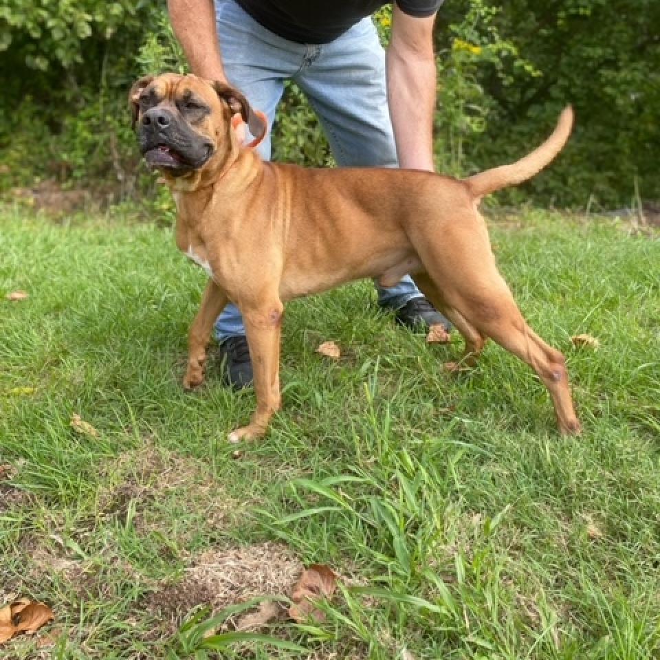 Enlarge Grizwald, a Adoptable Mixed Breed in Red House, WV image 3/5