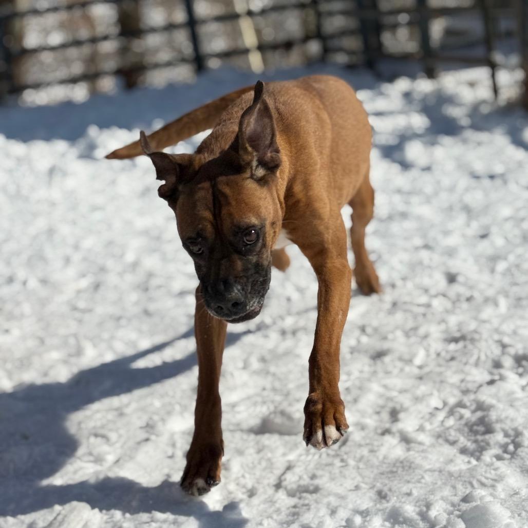 Enlarge Grizwald, a Adoptable Mixed Breed in Red House, WV image 4/5