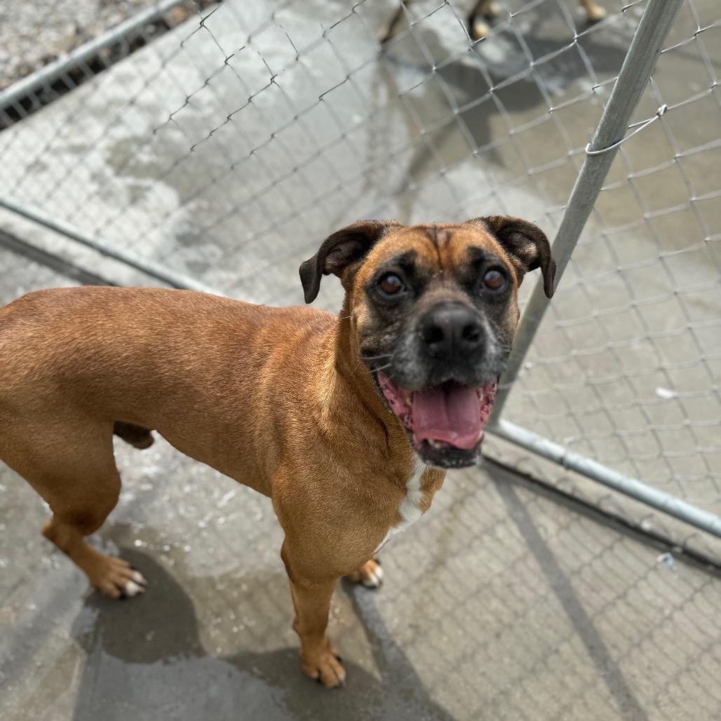 Enlarge Grizwald, a Adoptable Mixed Breed in Red House, WV image 5/5