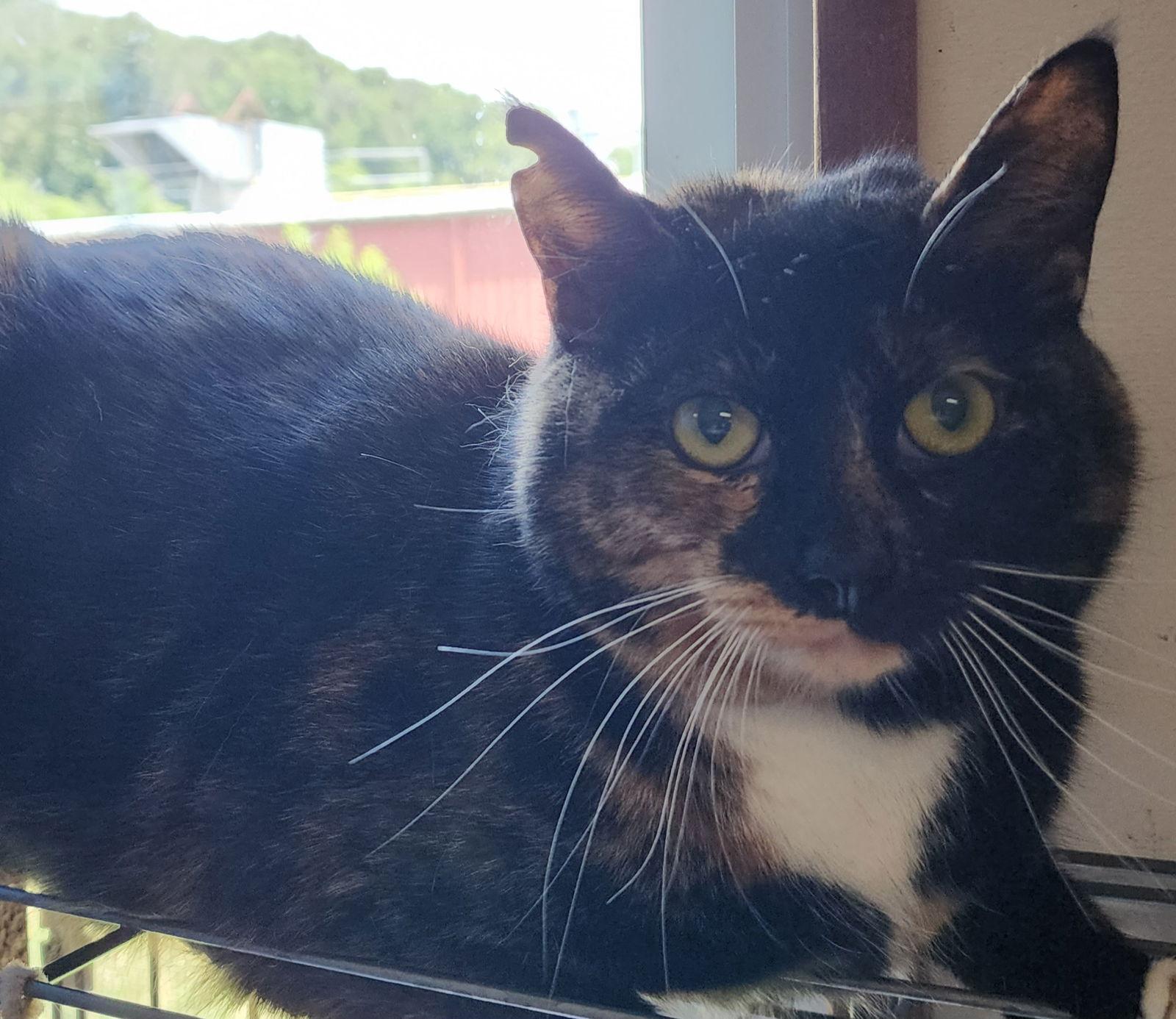 Enlarge Tia, a Adoptable mixed breed in Berkeley Springs, WV image 1/1