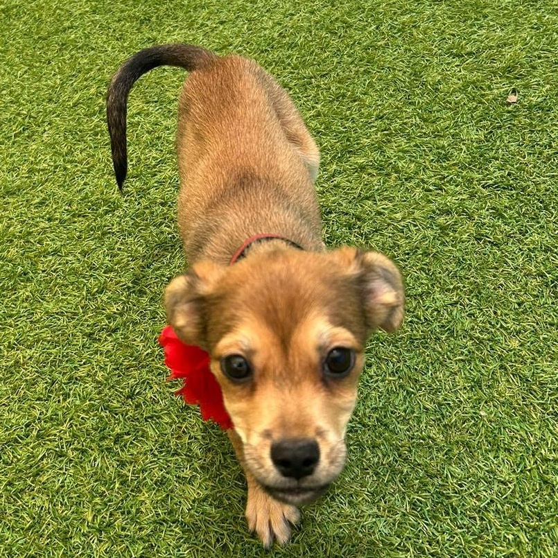 Enlarge Dove, an adopted mixed breed in Douglas, MA image 4/6