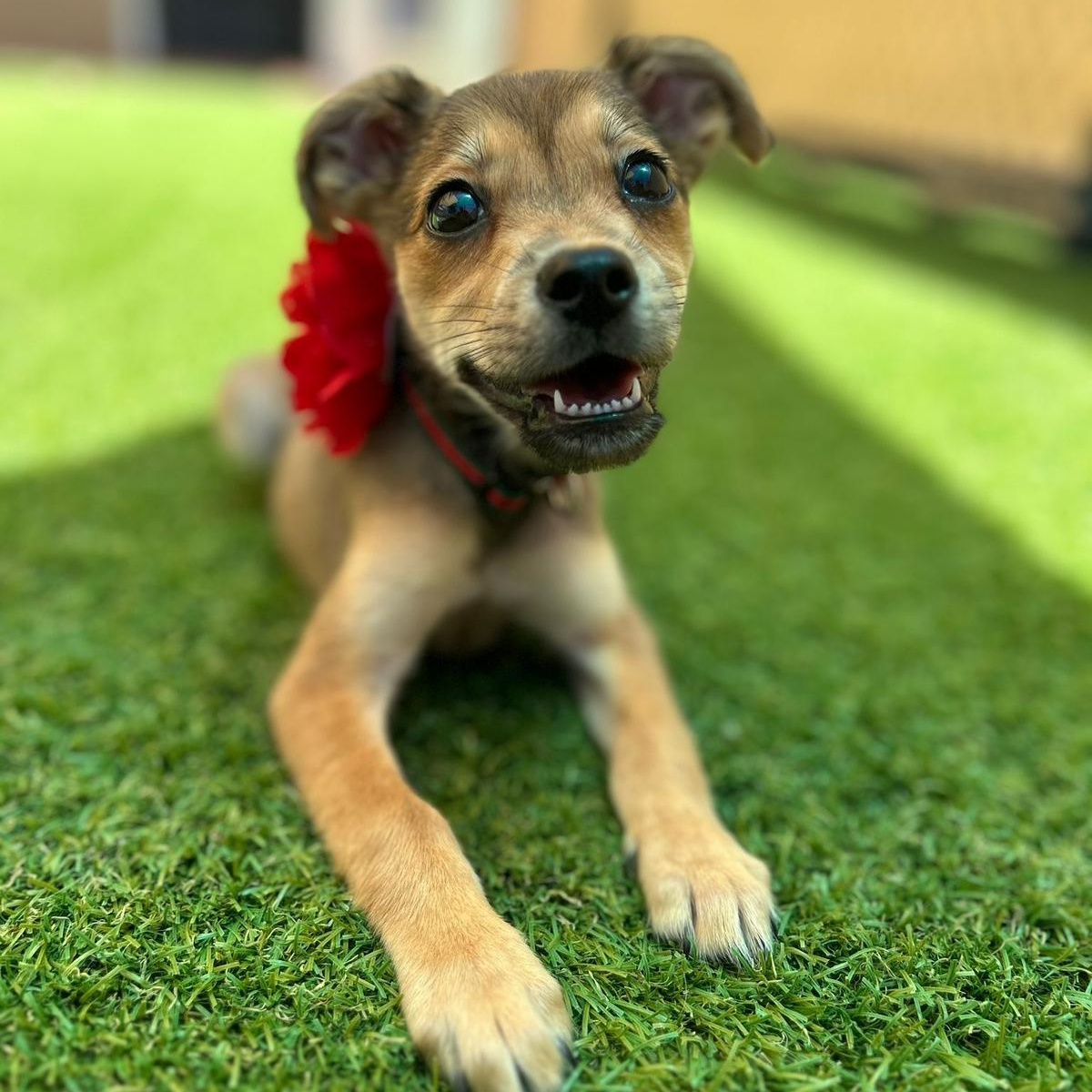 Enlarge Dove, an adopted mixed breed in Douglas, MA image 6/6