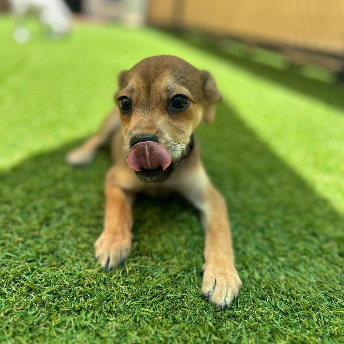 Enlarge Dove, an adopted mixed breed in Douglas, MA image 5/6