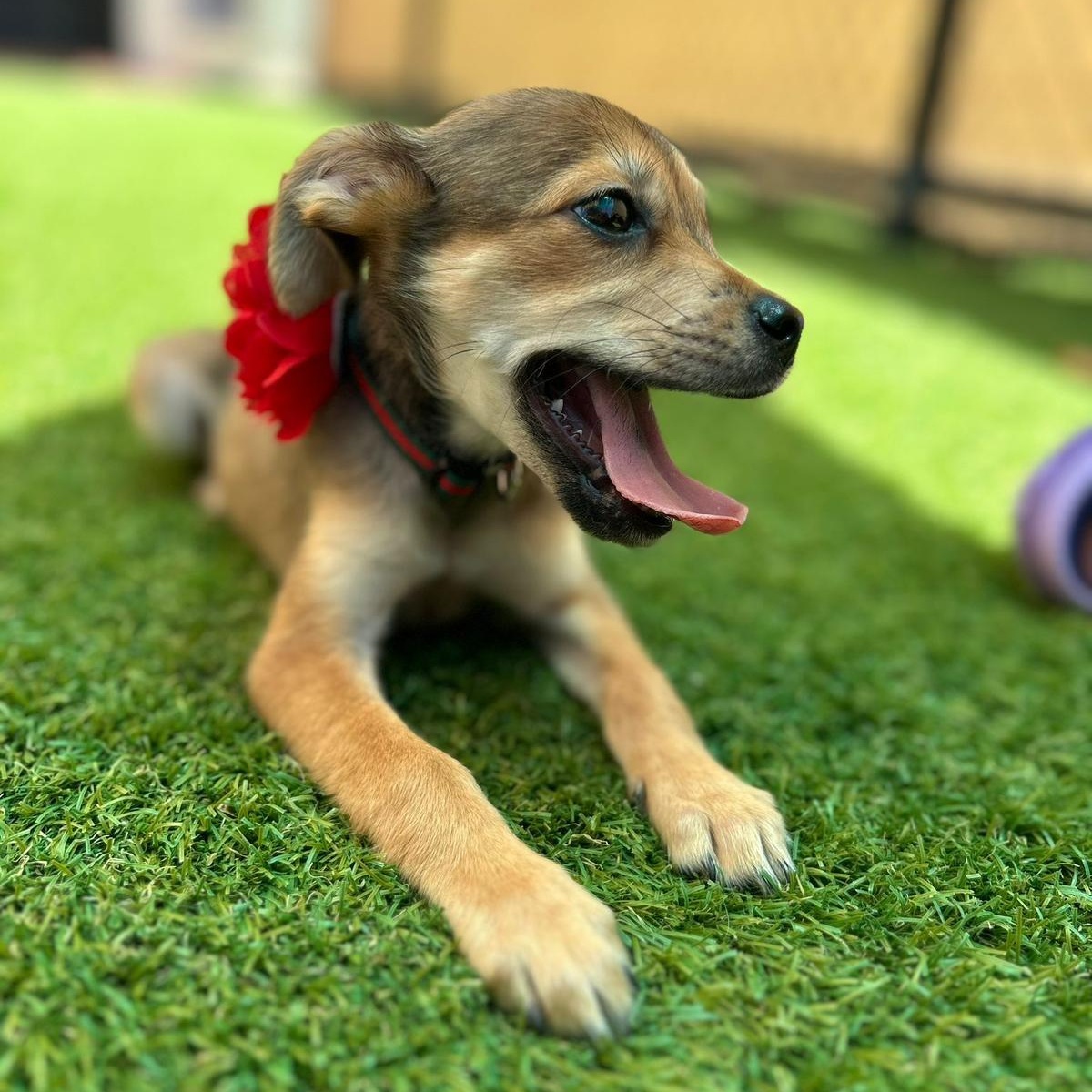 Enlarge Dove, an adopted mixed breed in Douglas, MA image 3/6