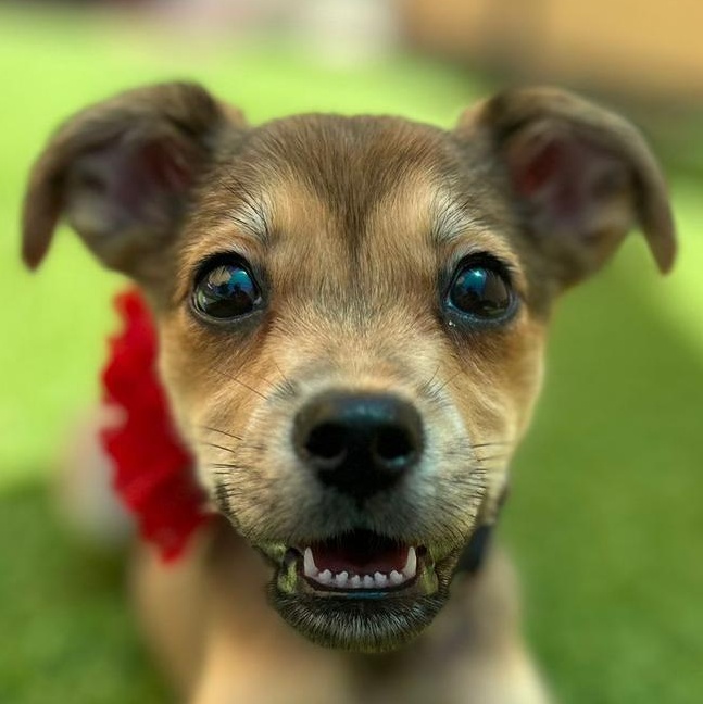 Dove, adopted, Puppy Female Terrier.