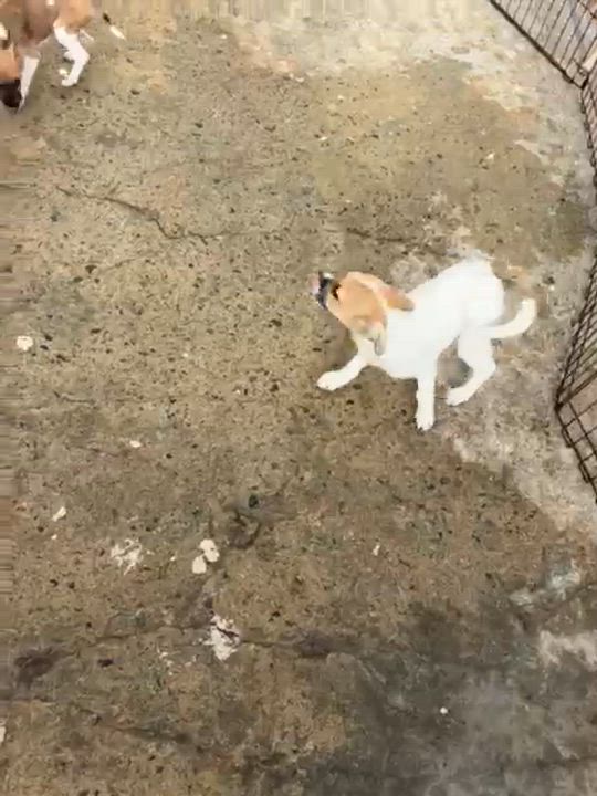 Enlarge Dove, an adopted mixed breed in Douglas, MA video 2/6