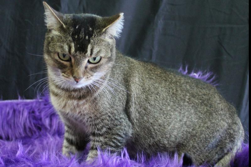 Skibidi, Adopted, Adult Female Domestic Short Hair.