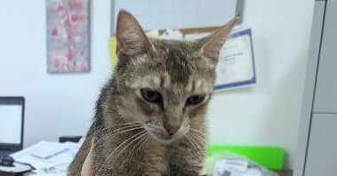 Enlarge Skibidi, a Adopted Domestic Short Hair in Yuma, AZ image 2/2