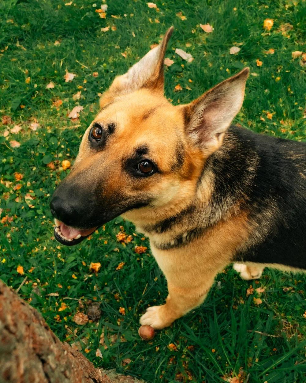 Enlarge Ruby, a Adoptable German Shepherd Dog in laval, QC image 1/4