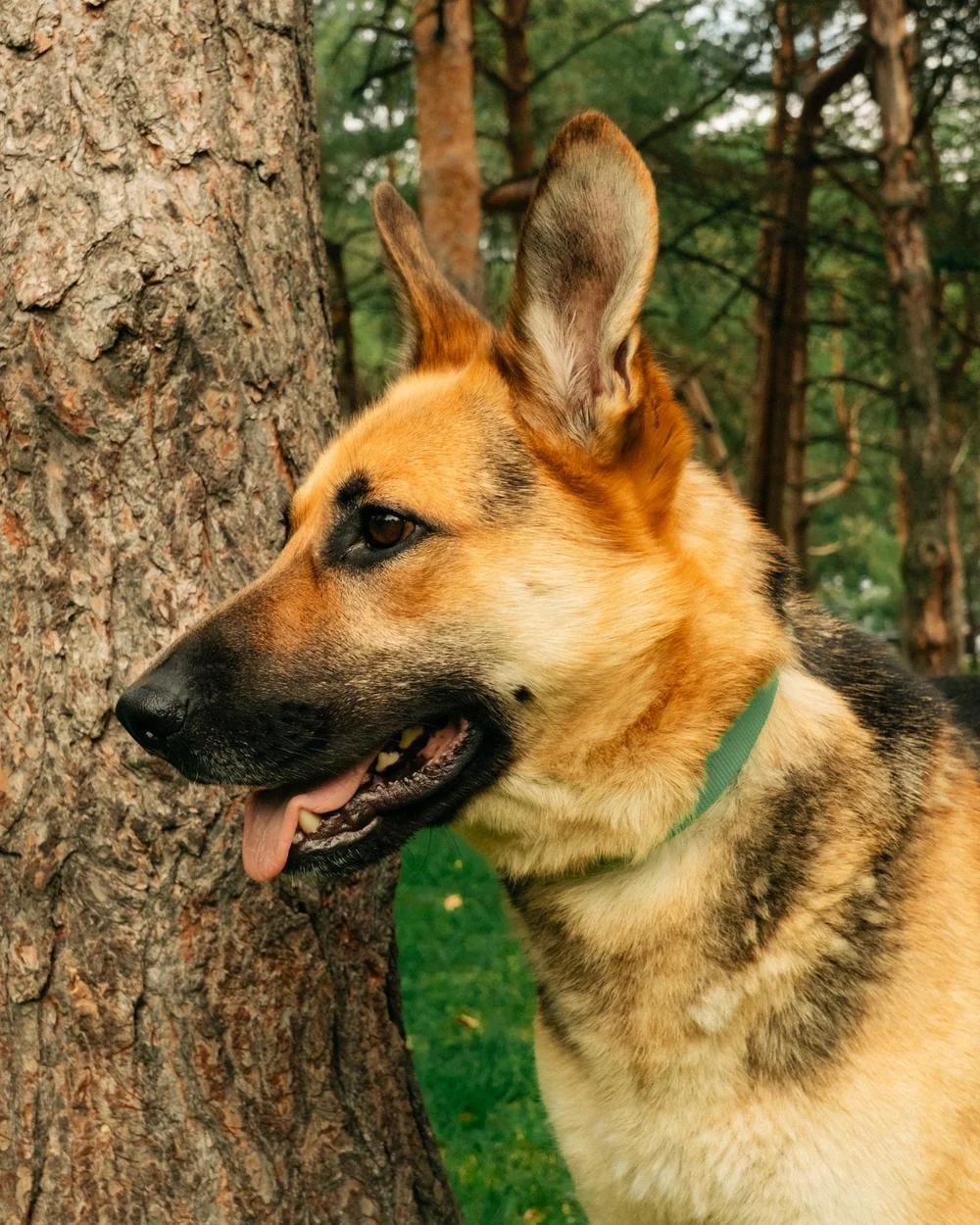 Enlarge Ruby, a Adoptable German Shepherd Dog in laval, QC image 4/4