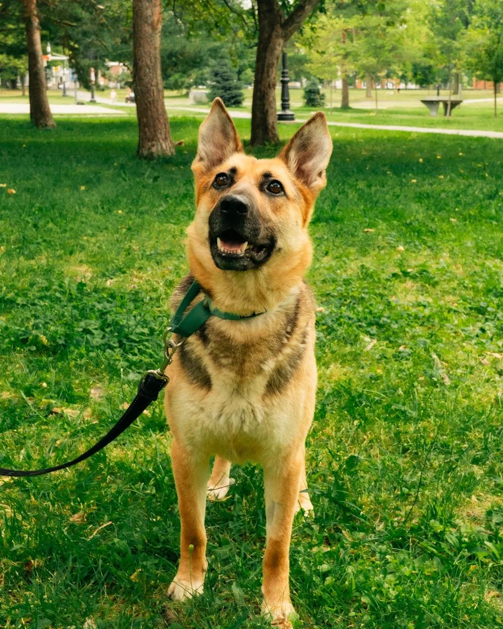 Enlarge Ruby, a Adoptable German Shepherd Dog in laval, QC image 2/4