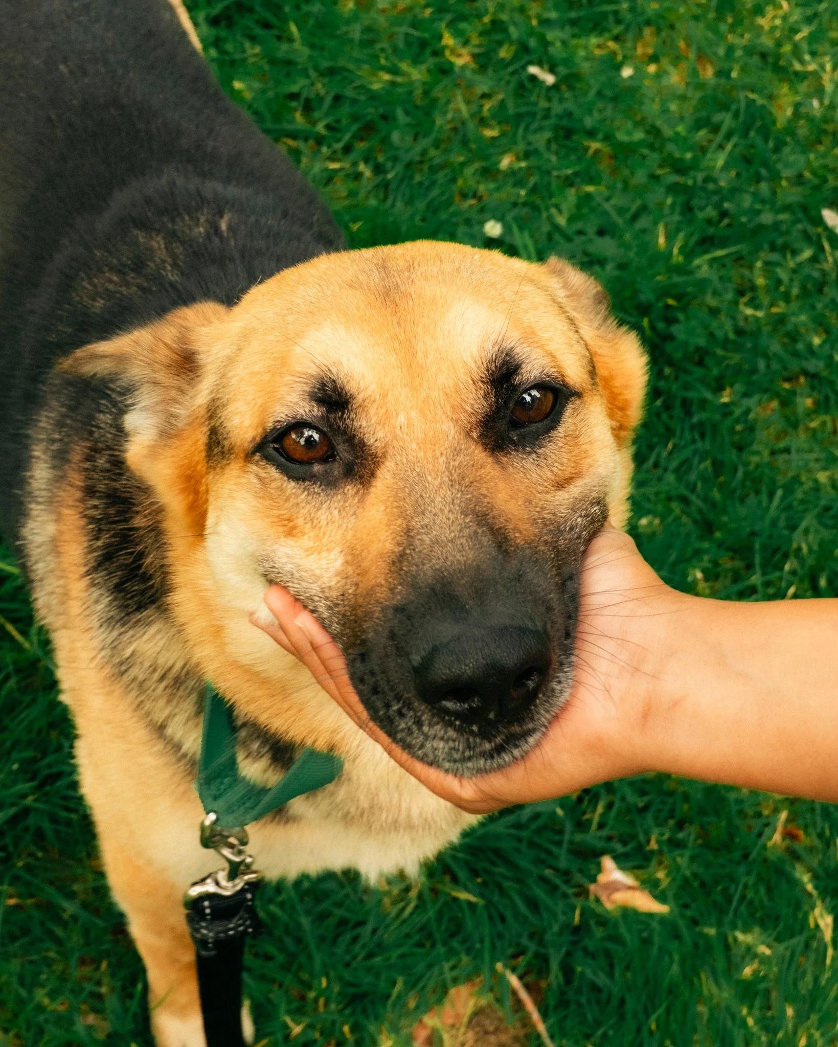 Enlarge Ruby, a Adoptable German Shepherd Dog in laval, QC image 3/4