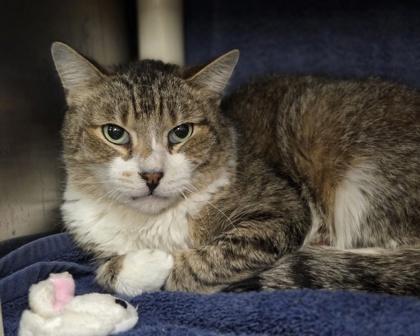 JR, Adoptable, Adult Male Domestic Short Hair & Domestic Short Hair.
