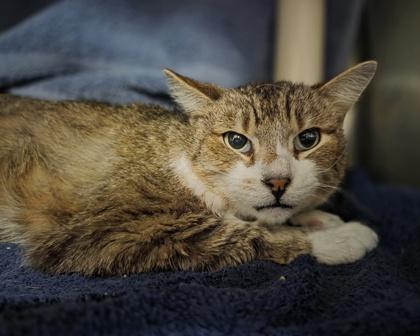 JR, Adoptable, Adult Male Domestic Short Hair & Domestic Short Hair.